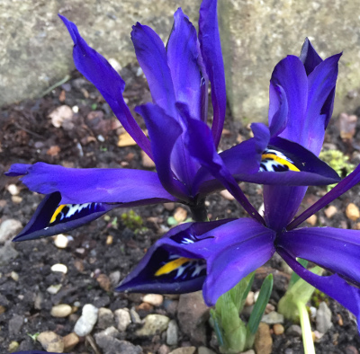 Iris histrioides  'Palm Springs' 1238/20